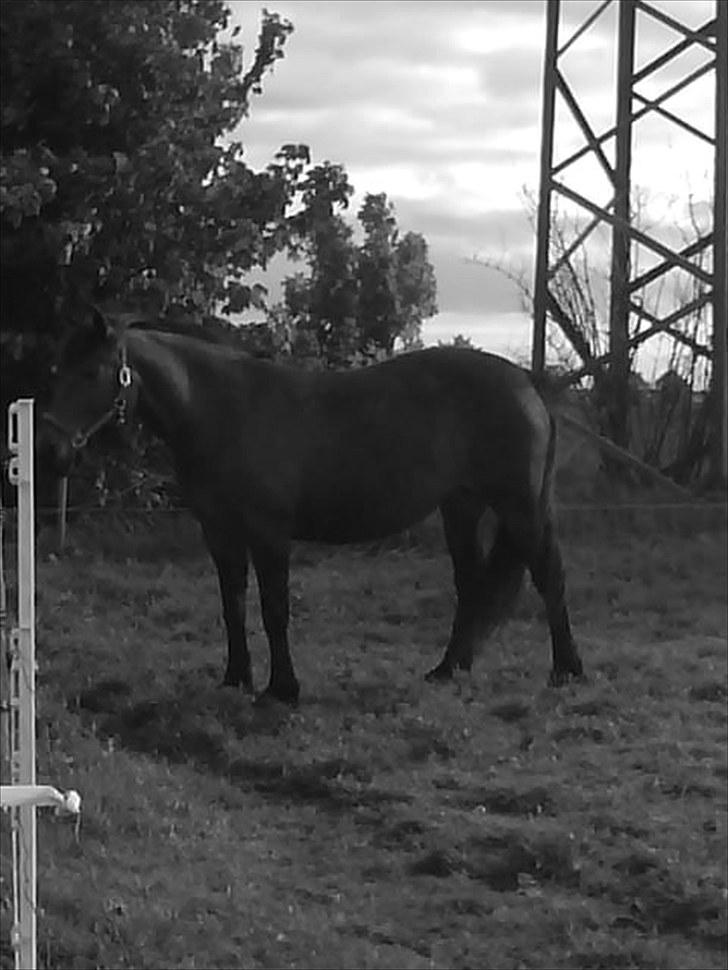 Anden særlig race Boelsminde's Centa billede 1