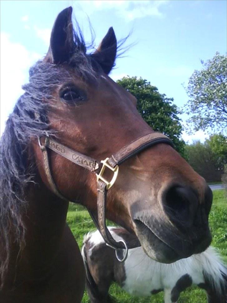 Anden særlig race Boelsminde's Centa billede 2