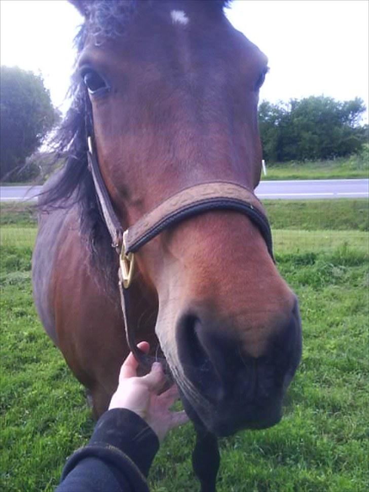 Anden særlig race Boelsminde's Centa billede 3