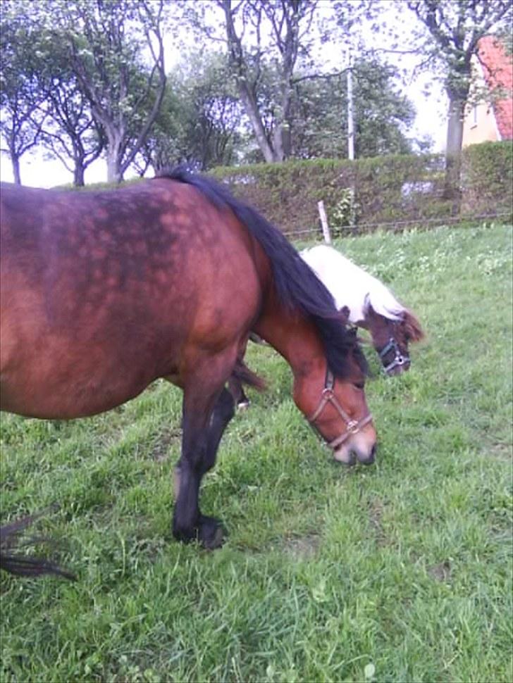 Anden særlig race Boelsminde's Centa billede 4