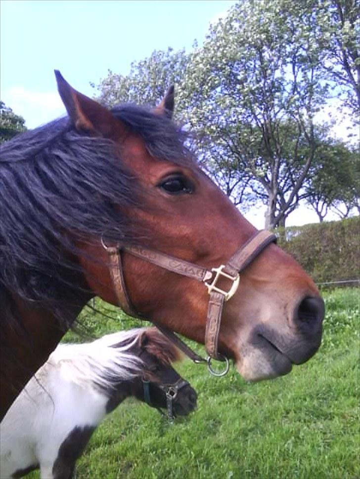 Anden særlig race Boelsminde's Centa billede 5