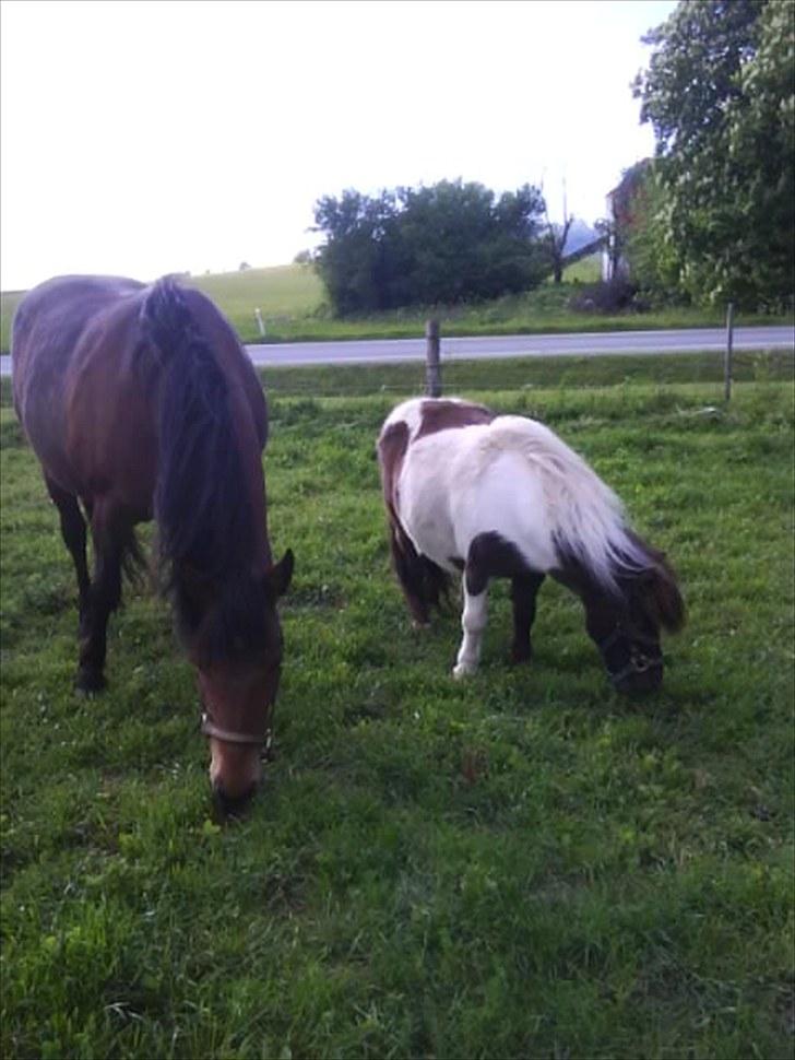 Anden særlig race Boelsminde's Centa billede 6