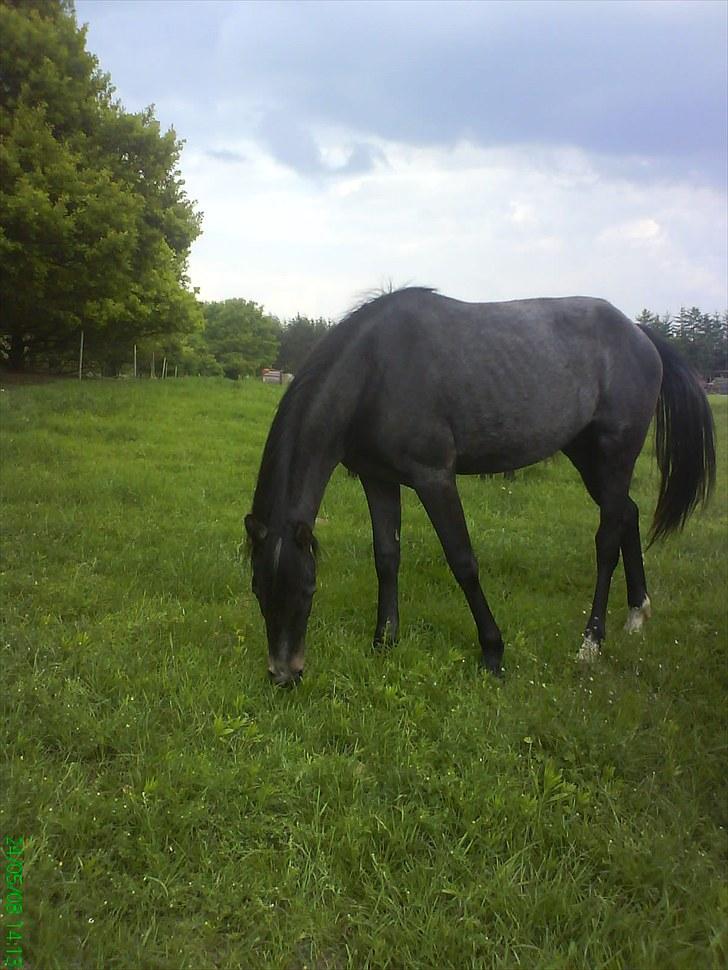 Dansk Varmblod Amona - Amona 2008 på græs  billede 8