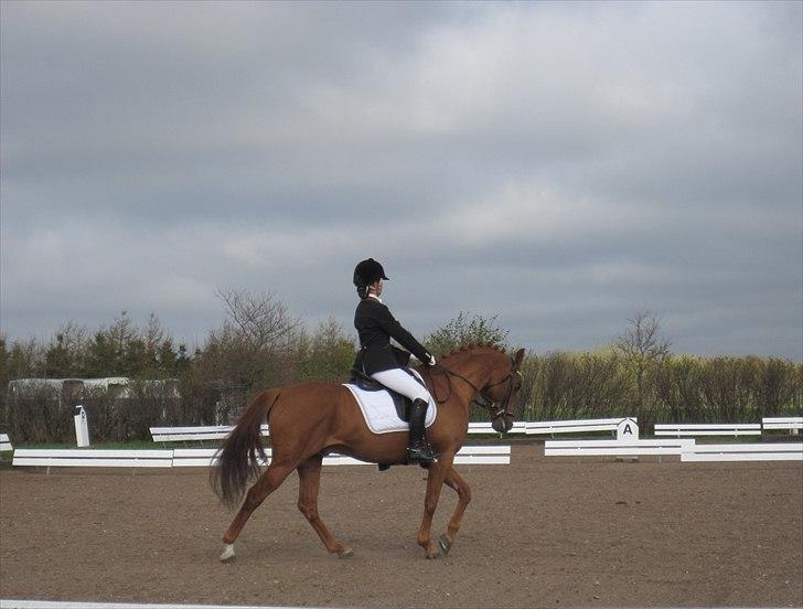 DSP Golden Empire - 2011. billede 14