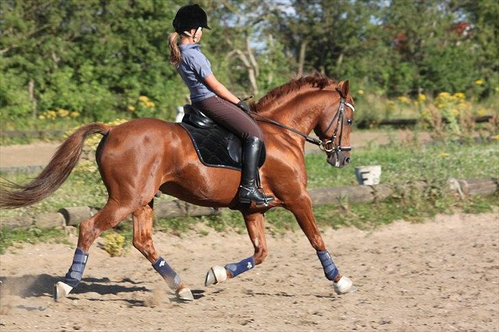 DSP Golden Empire - 2011. billede 16