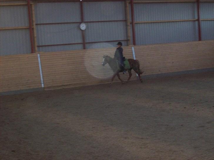 Anden særlig race dixie solgt - tage den 23/5-2010 billede 11