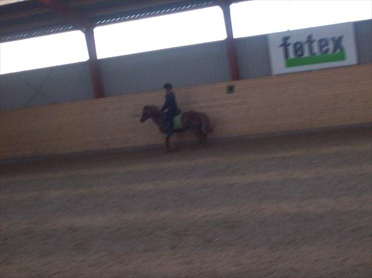 Anden særlig race dixie solgt - tage den 23/5-2010 billede 12