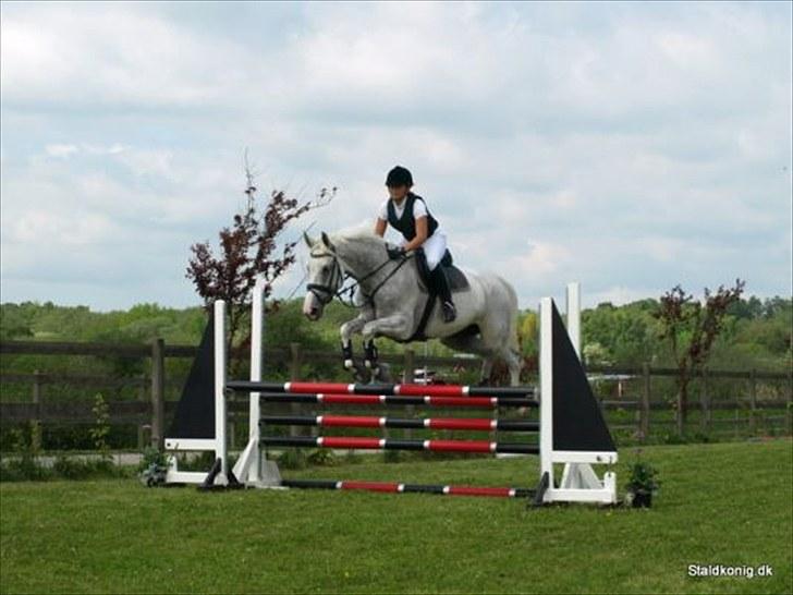 Tysk Oldenburger Certina   - På Banen i en LC  billede 14