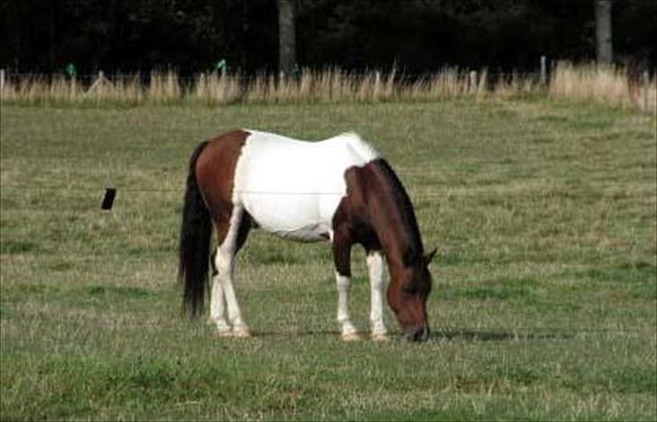 Anden særlig race Indi Falcon - foto: Sarah R.

- You never said I'm leaving.
You never said Goodbye.
You where gone before I knew it,
And only God knew why.
A million times I needed you
..... A million times I cried.
If love alone could haved saved you.
You never would haved died. billede 5