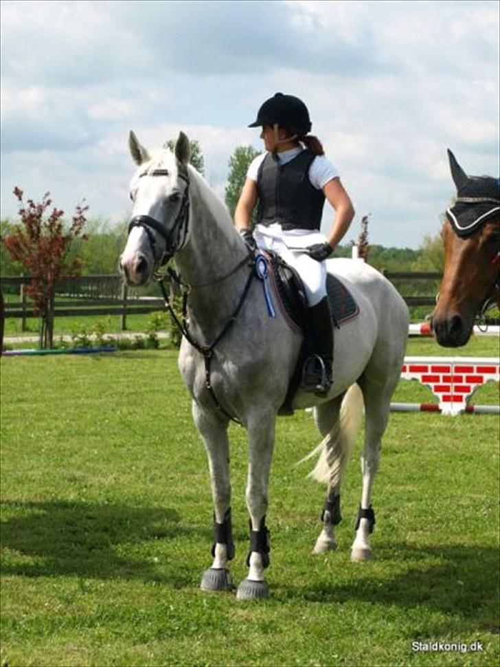 Tysk Oldenburger Certina   - Premieoverrekkelse Lc 2.plads billede 16