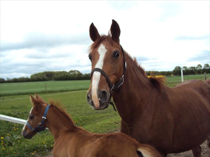 Anden særlig race Felina *SOLGT* - Felina, og hendes føl Donatello. billede 1