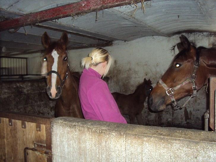 Anden særlig race Felina *SOLGT* - Felina,Donatello,Mig og en anden hest?s; billede 3