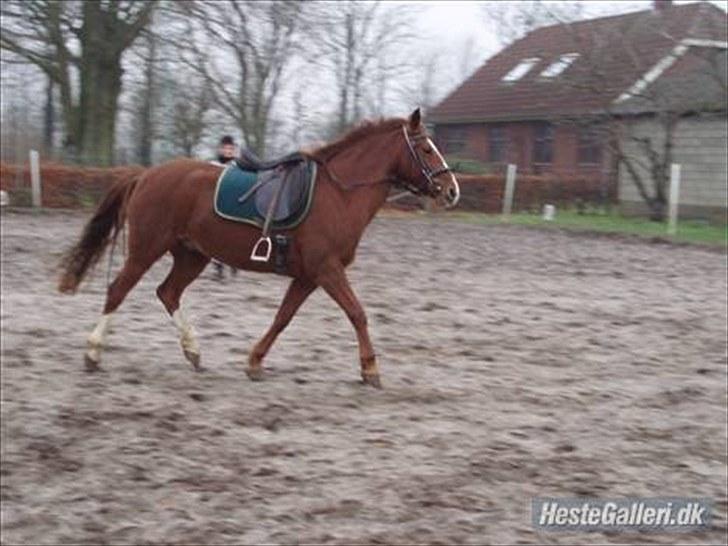 Anden særlig race Felina *SOLGT* billede 4