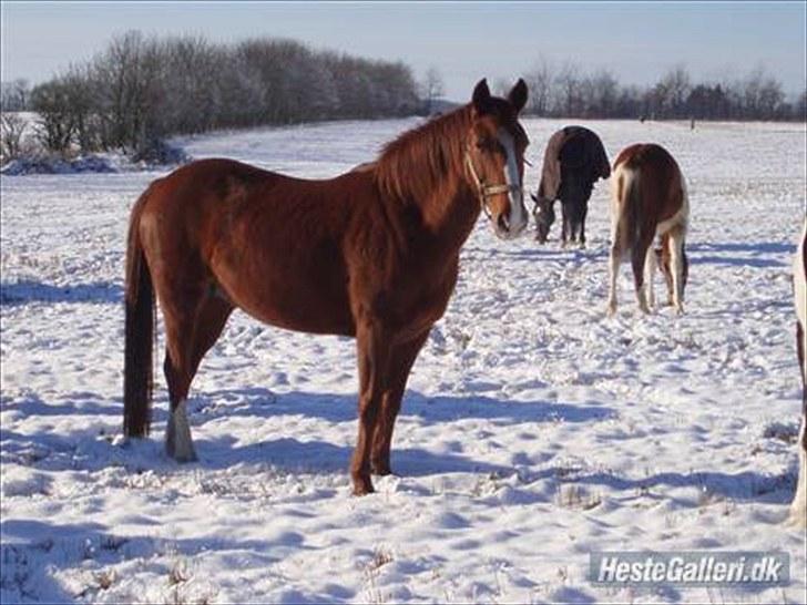 Anden særlig race Felina *SOLGT* billede 5