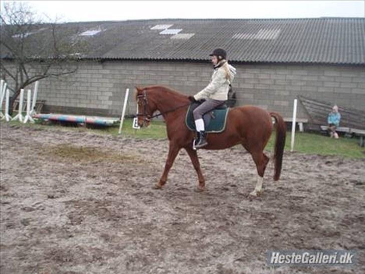 Anden særlig race Felina *SOLGT* billede 6