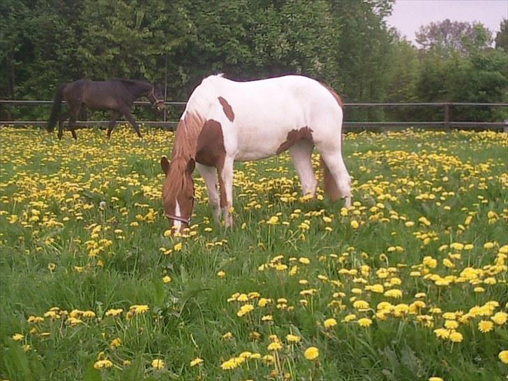 Anden særlig race Painted Beauty SOLGT - - de første dage på græs! dejligt!:D billede 6