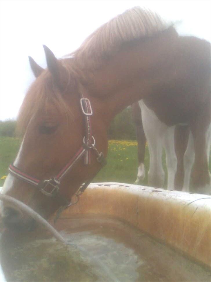 Anden særlig race Painted Beauty SOLGT - - tørstiiiiiiiig!:D billede 7