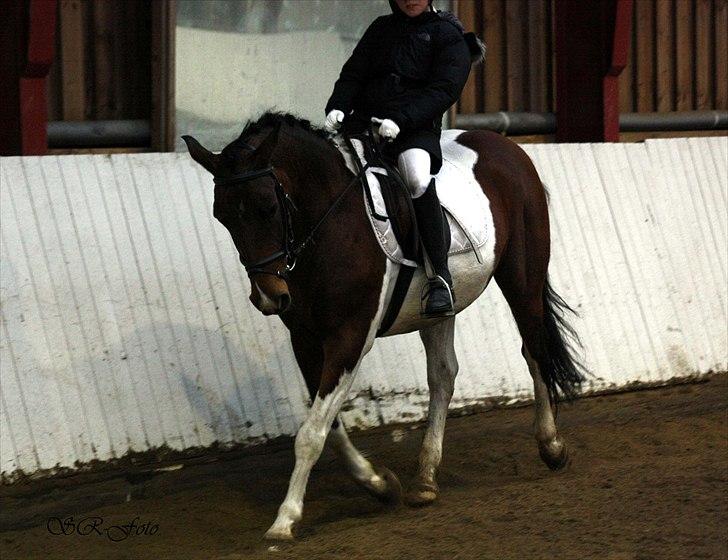 Anden særlig race Indi Falcon - Vores første stævne THOR 2008. Her begyndte det hele foto: Sarah R.
 billede 4