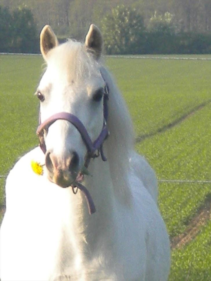Anden særlig race Adonis lånte - velkommen til Adonis profil ;D og her står han med en mælkebøtte i munden <3 så kært ;* billede 1