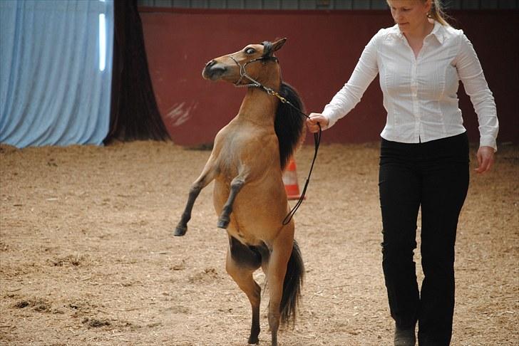 Miniature Comanche W. Lucy  SOLGT   billede 11