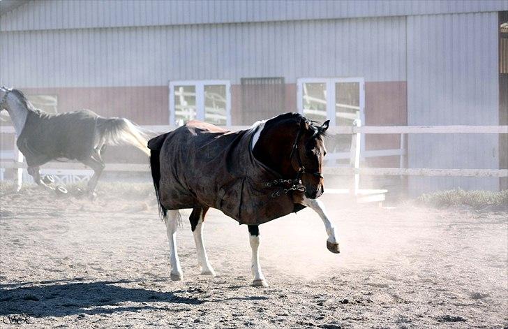 Anden særlig race Indi Falcon - Foto: Sarah R. billede 1