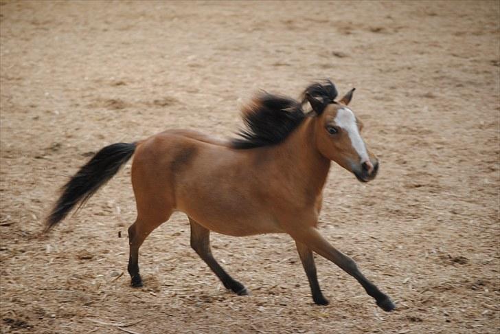 Miniature Comanche W. Lucy  SOLGT   billede 13