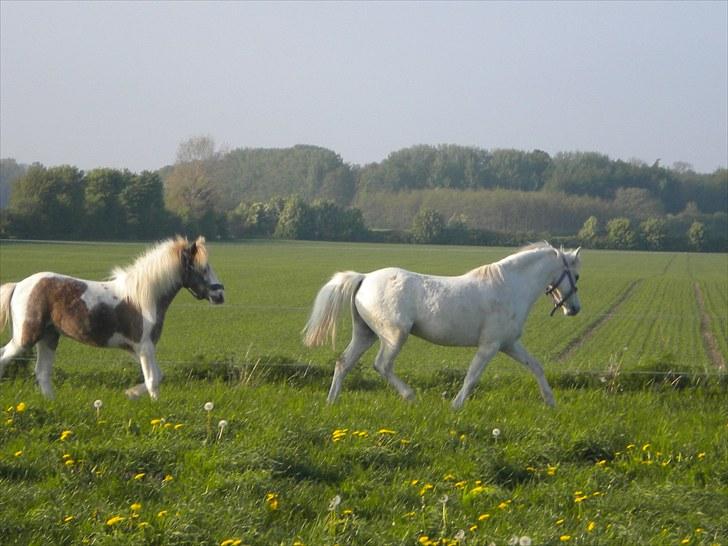Anden særlig race Adonis lånte - Adonis på græs sammen med focus billede 2
