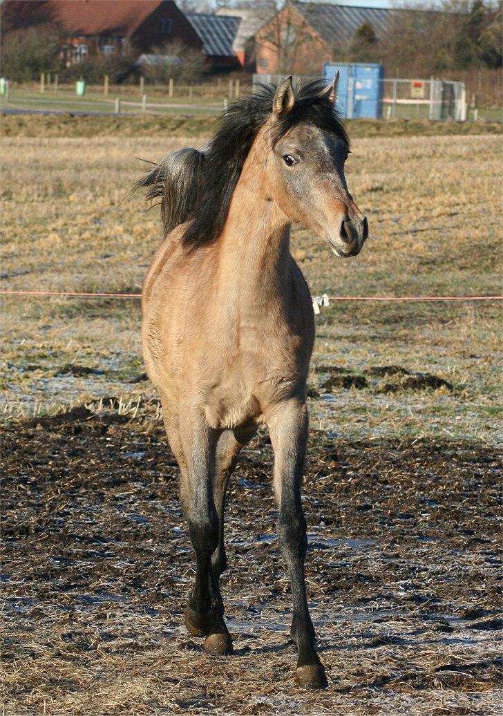 Arabisk fuldblod (OX) Farasha Bint Gazal - 2/1-2011 billede 7