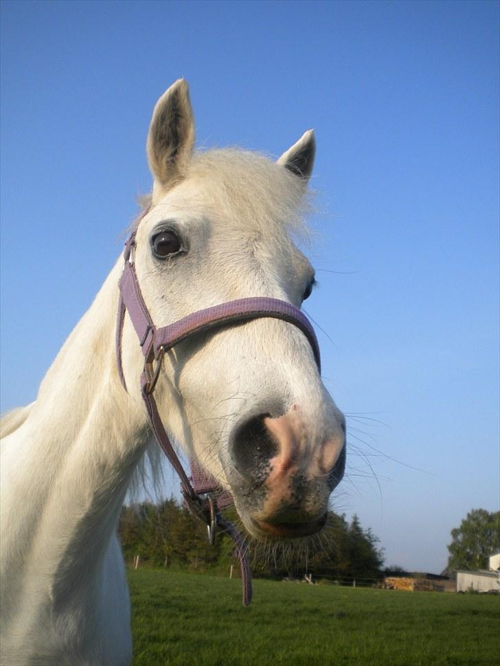 Anden særlig race Adonis lånte - Adonis kønne hoved kom lige ind foran kamaraet billede 3