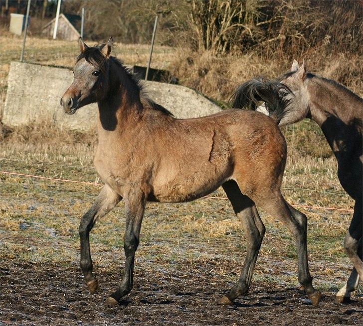 Arabisk fuldblod (OX) Farasha Bint Gazal - 2/1-2011 billede 8