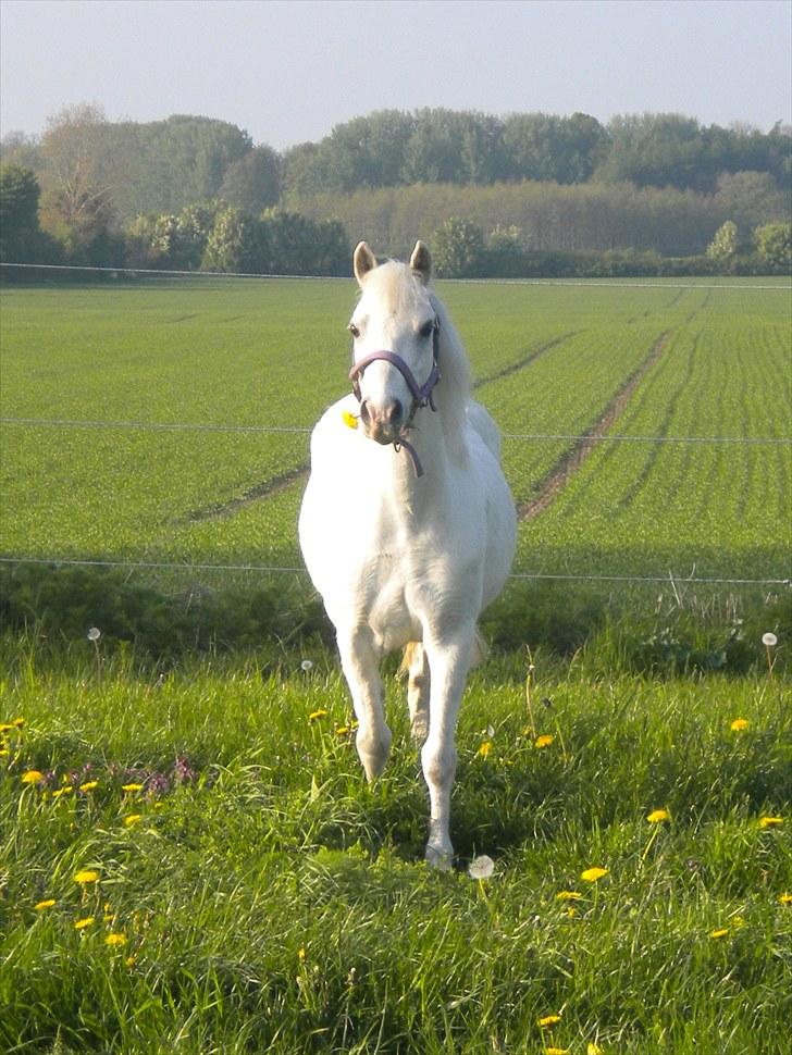 Anden særlig race Adonis lånte - Adonis elsker mælkebøtter billede 4