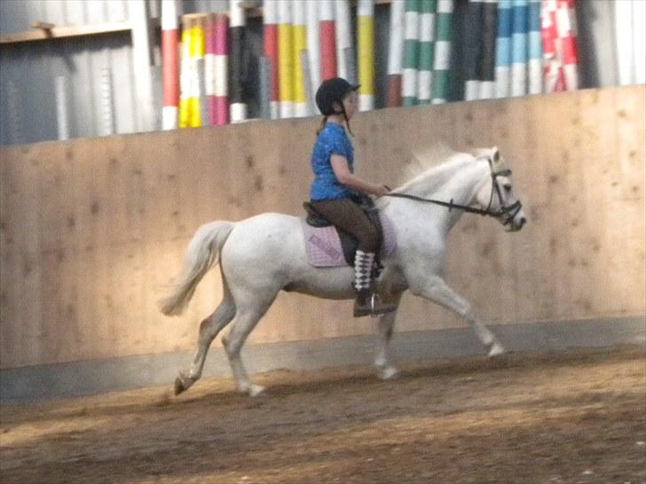 Anden særlig race Adonis lånte - Adonis gallopere med min søster billede 5