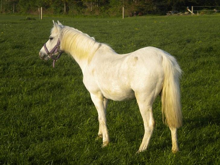 Anden særlig race Adonis lånte - Adonis på græs billede 6