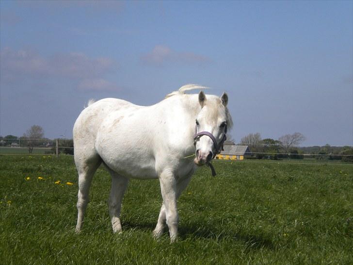 Anden særlig race Adonis lånte - Adonis på græs billede 7