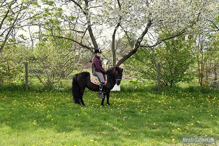 Shetlænder Nikoline <3 (Niko)  - Under de smukke blomster. (; billede 12