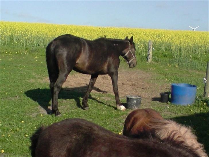 Traver Kildens Josephine Bøg - Josephine billede 1