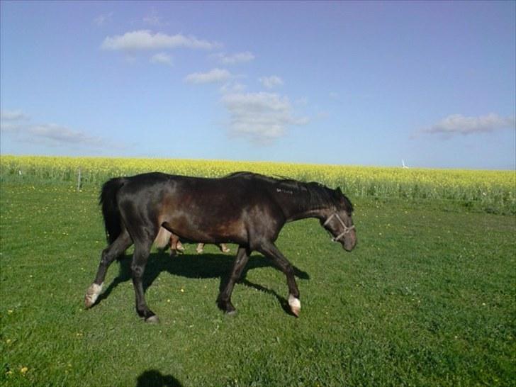 Traver Kildens Josephine Bøg - Josephine billede 2