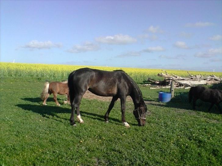 Traver Kildens Josephine Bøg - Josephine billede 3