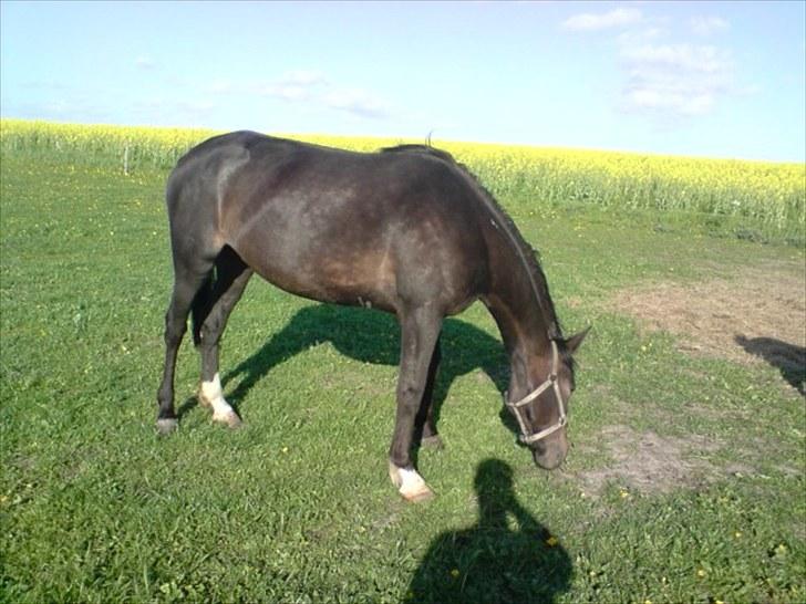 Traver Kildens Josephine Bøg - Josephine billede 4