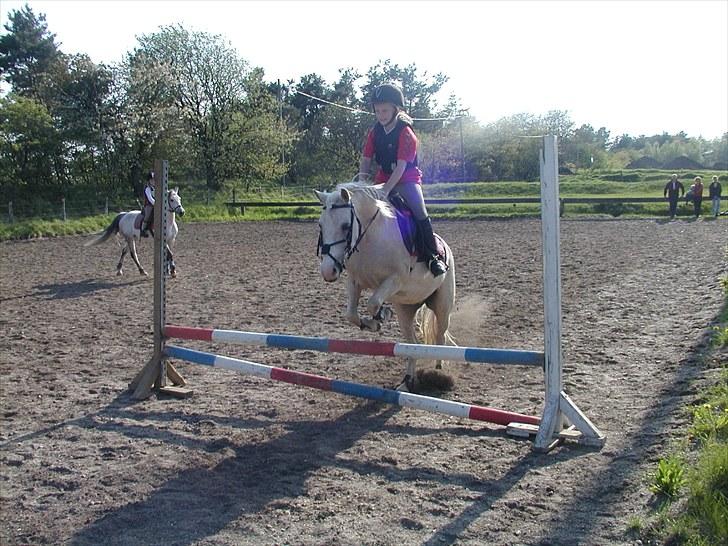 Palomino Lady { solgt:'( } - Springundervisning ved Anne Sønderbek billede 4