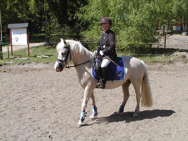 Palomino Lady { solgt:'( } - Opvarmning i Birgittelyst billede 10