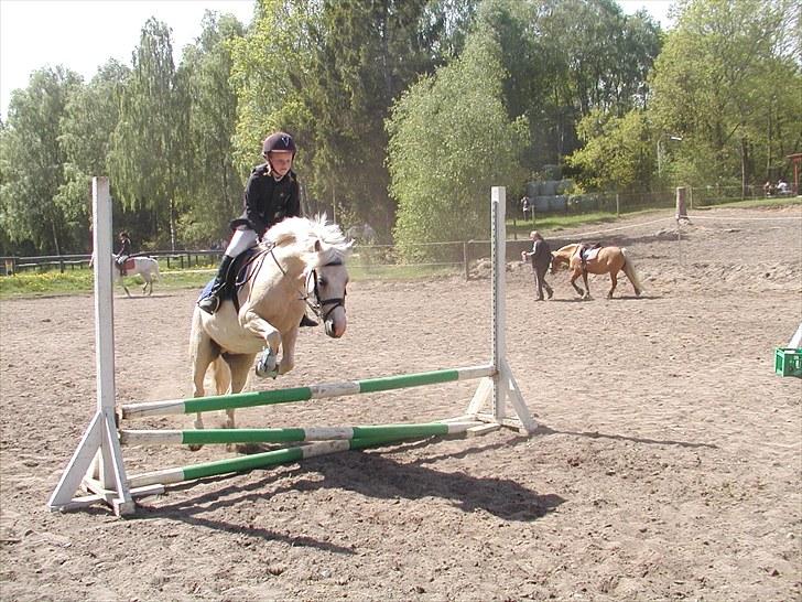 Palomino Lady { solgt:'( } - Opvarmning til vores første stævne i "byen" billede 11
