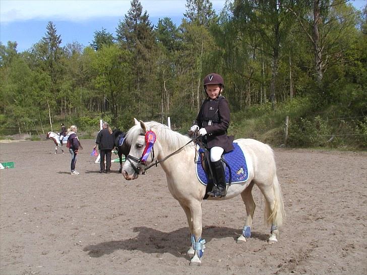 Palomino Lady { solgt:'( } - Vores første stævne i "byen" billede 12