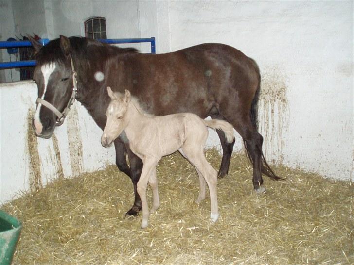 Palomino Stensgaardens Chikita billede 3