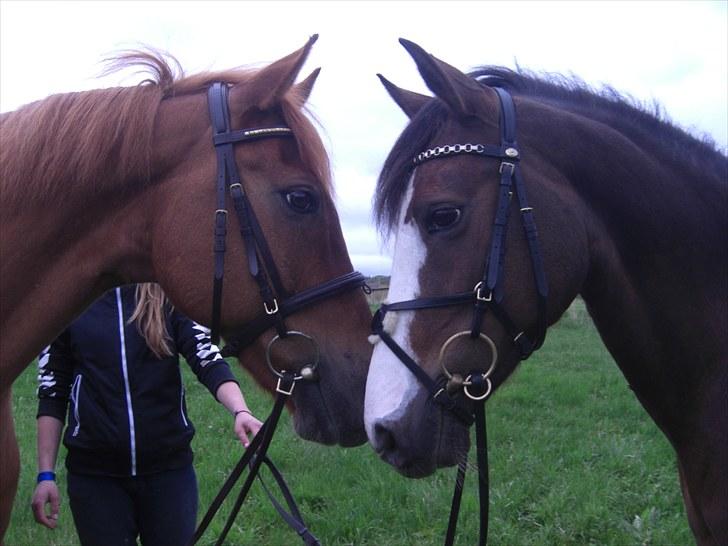 Tysk Sportspony Pepita *SOLGT* billede 15