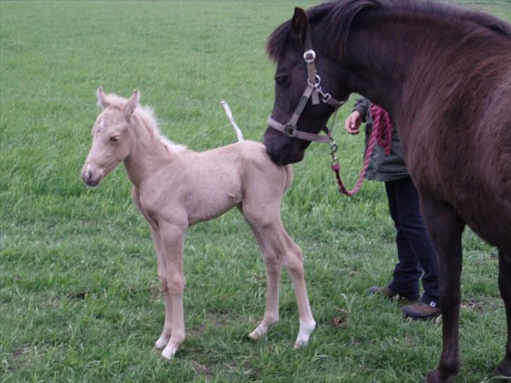 Palomino Stensgaardens Chikita billede 4