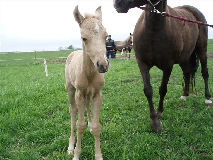 Palomino Stensgaardens Chikita billede 5