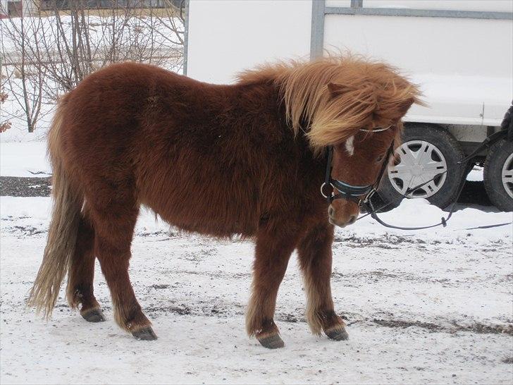 Shetlænder Lindholms Magnus  - Se nu fin ud Mag!;-D <3 billede 4