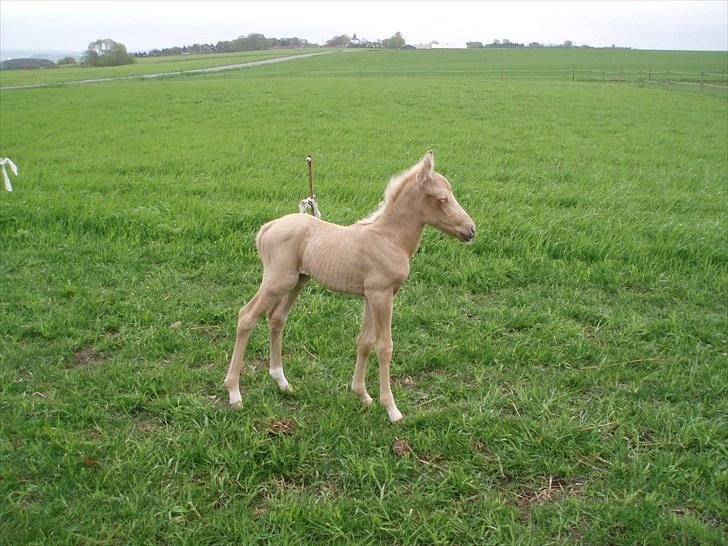 Palomino Stensgaardens Chikita billede 6