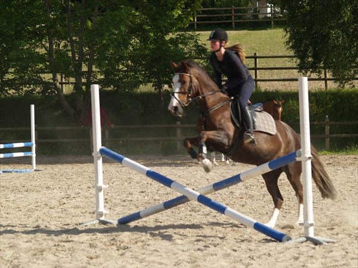 Tysk Sportspony Pepita *SOLGT* billede 18